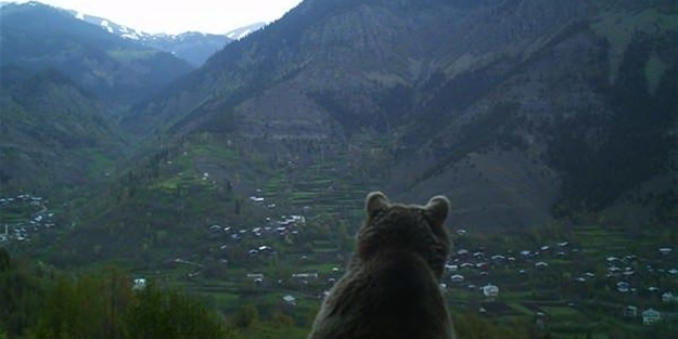 Türkiye'deki yaban hayatı böyle görüntülendi