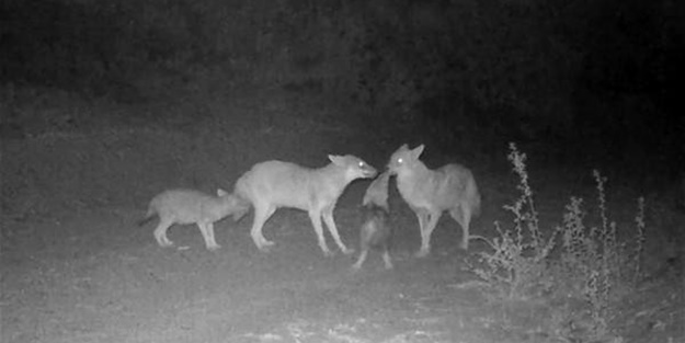 Türkiye'deki yaban hayatı fotokapanla görüntülendi