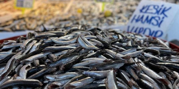 Türkiye'den 17 ülkeye hamsi ihracatı