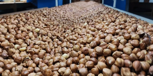 Türkiye'den Almanya'ya dev fındık satışı