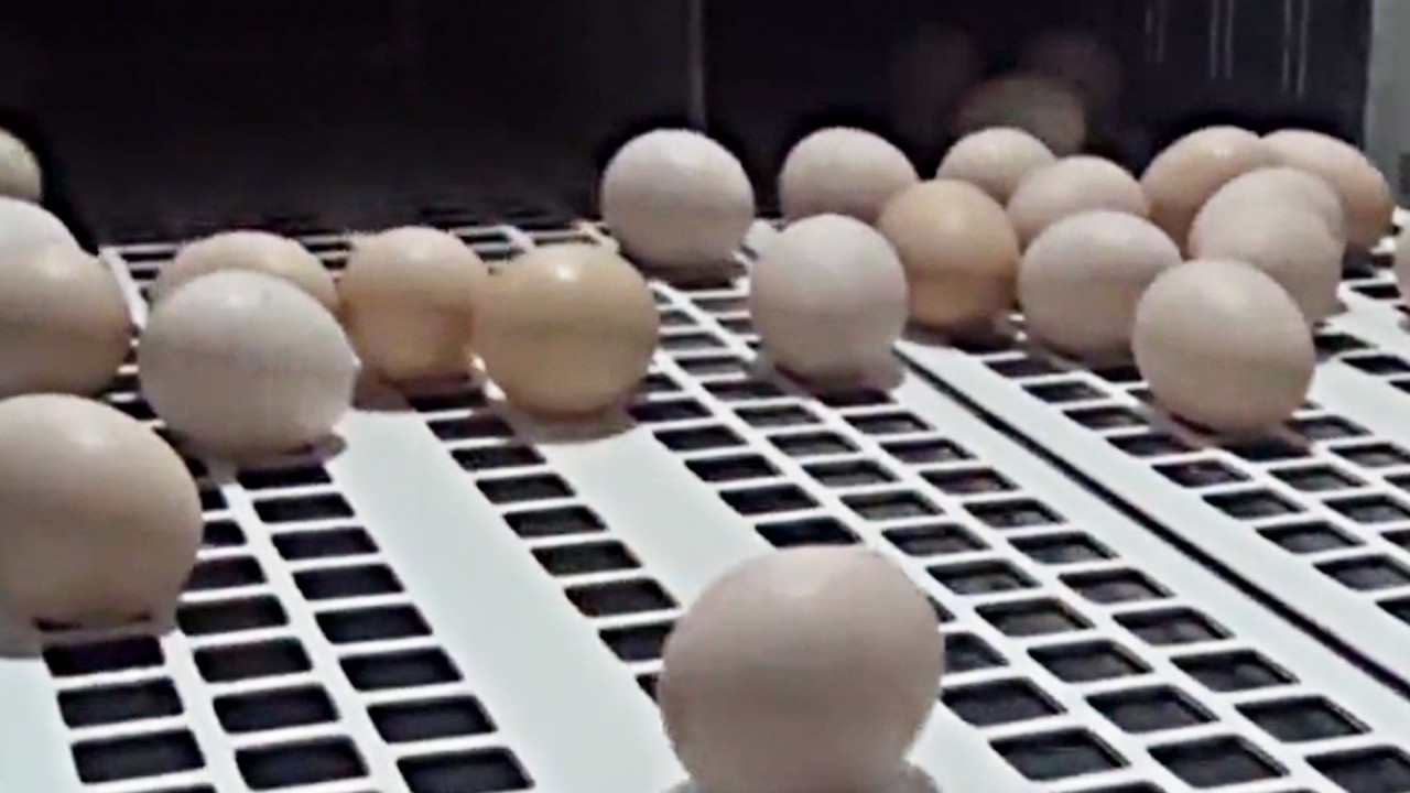 Türkiye'den ABD'ye binlerce ton yumurta!