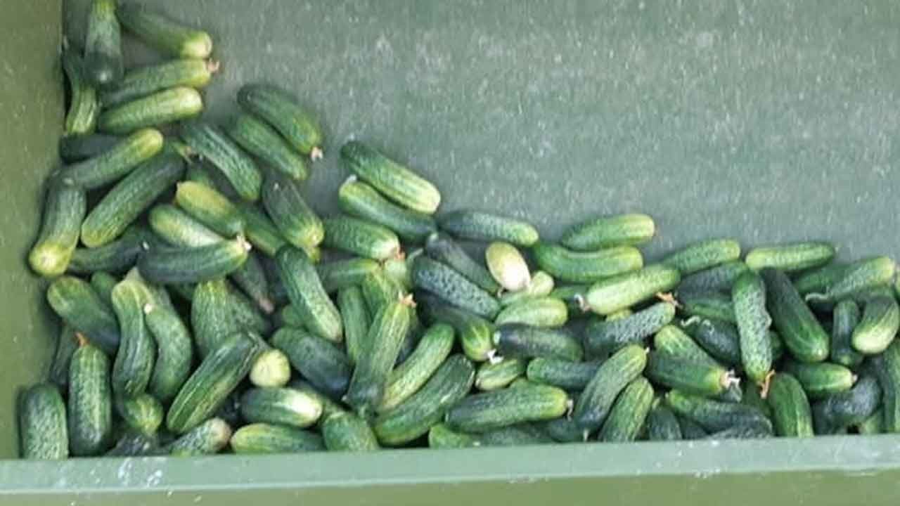 Türkiye'den Avusturya'ya gönderilen salatalıklarda tespit edildi! Ürünler hemen imha edildi