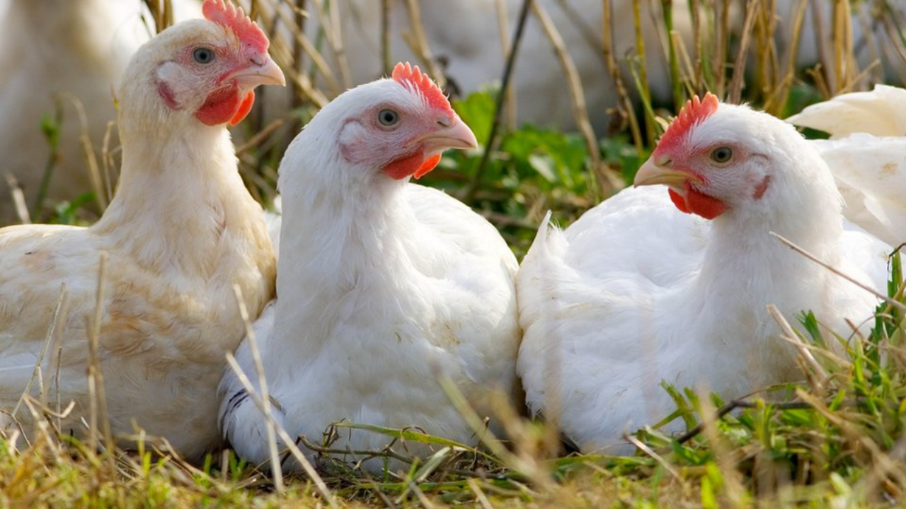 Türkiye’den Çin’e 200 milyon dolarlık tavuk ayağı hamlesi: “2-3 kat fazla döviz getirir”