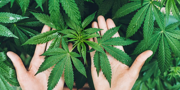 Türkiye'den dev hamle! Kenevirle ilgili büyük adım!