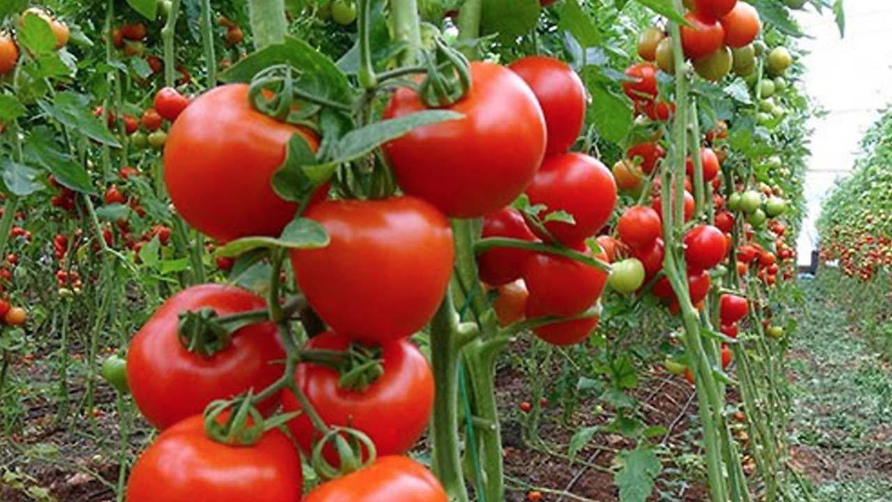 Türkiye'den dillere destan başarı: 160 Milyar dolarlık! Helal olsun