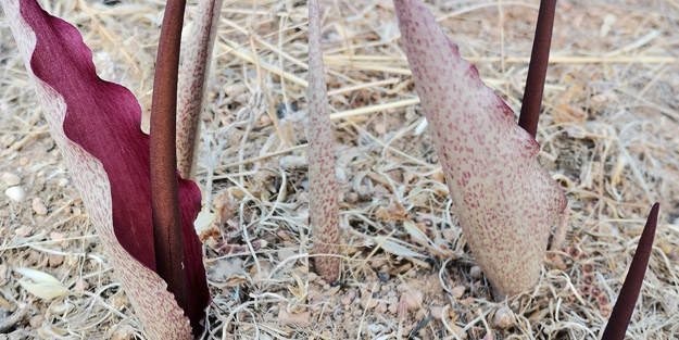 Türkiye'den dünyada ses getirecek tarihi keşif