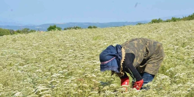 Türkiye’den dünyanın kekik ihtiyacı karşılanıyor: Son verileri ortaya çıktı! Dünya bu ürünü konuşuyor...