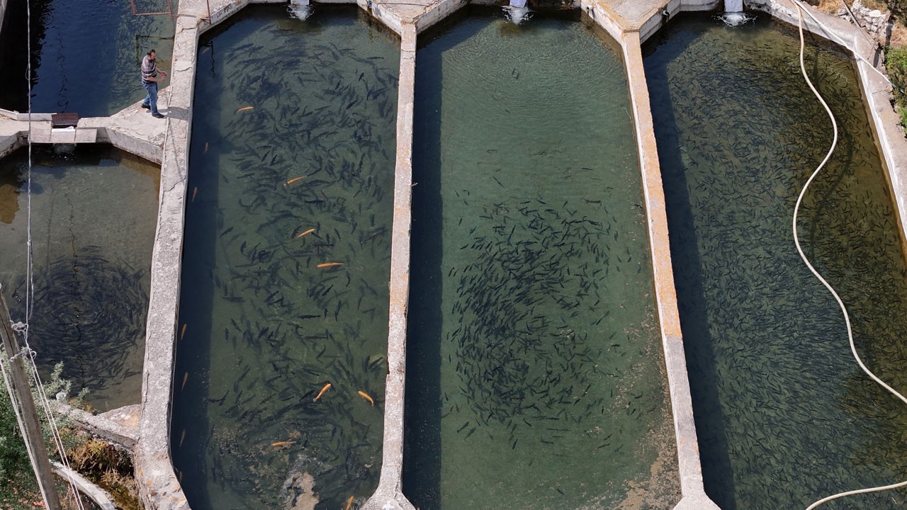 Türkiye'den dünyaya... Denizi olmayan kent balık ihracatı yapıyor