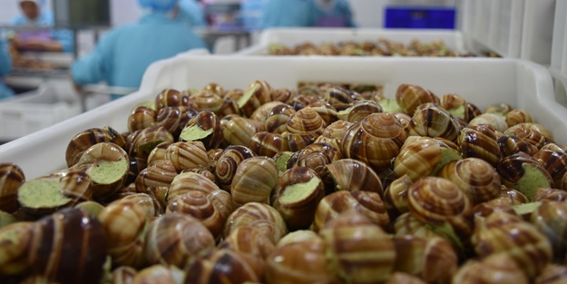 Türkiye'den Fransa'ya satılıyor! Tam 700 ton