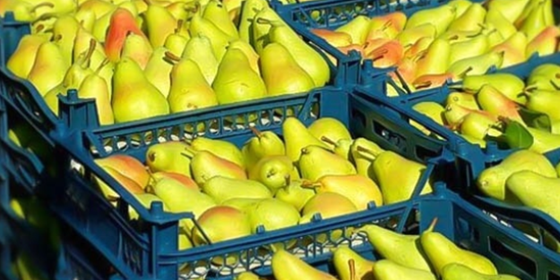 Türkiye'den gönderilen armutlarda tespit edildi! Ürünler acilen toplatıldı... Şimdi herkesin aklında maalesef o soru var