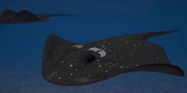 Türkiye'den görülmemiş silah! Dünya SİDA'yı konuşuyor