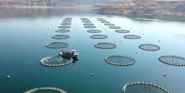  Türkiye'den istiridye yetiştiriciliğinde harekete geçildi: Bakan Yumaklı haberi duyurdu: 9 milyar dolarlık plan yapıyoruz