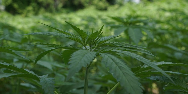 Türkiye'den kenevir hamlesi