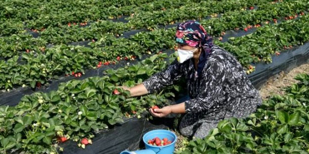 Türkiye'den meyve sebze talebi artıyor