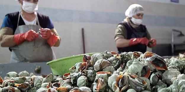 Türkiye'den milyon dolarlık ihracat