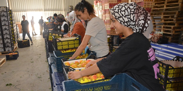 Türkiye'den Rusya ve Ukrayna'ya kayısı ihracatı
