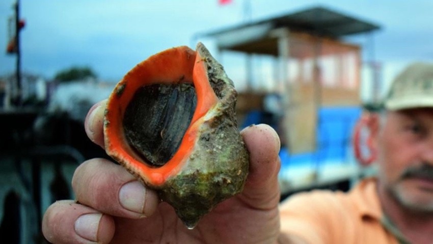 Türkiye'den tüm dünyaya ihraç ediliyor! Gören, “Bu nasıl bir şey” diyor! En fazla o dost ülkeye gönderiliyor