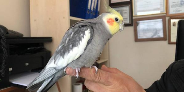 Bu papağanı görenler hayrete düşüyor!