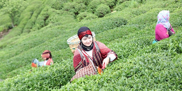 Türkiye'nin 5 aylık çay ihracatının yüzde 35'i Rize'den yapılıyor
