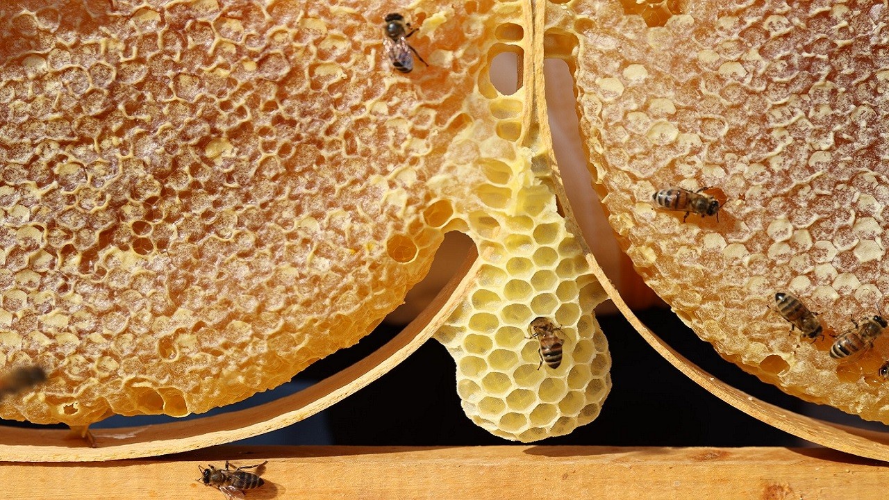 Türkiye’nin bal üretiminde zirve değişmedi