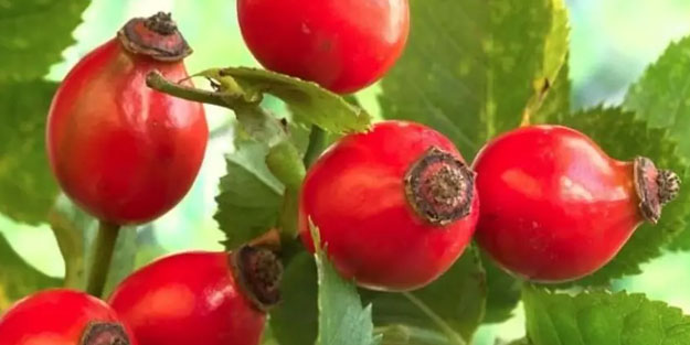 Türkiye'nin birçok ilinde yapılıyor! Tokat'ta dağlardan gelen şifa deposu kuşburnu