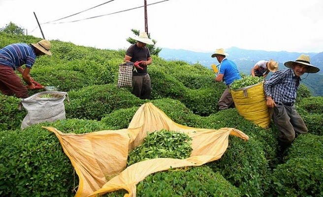 Türkiye’nin çay ihracatının yüzde 50’sine yakını Rize’den