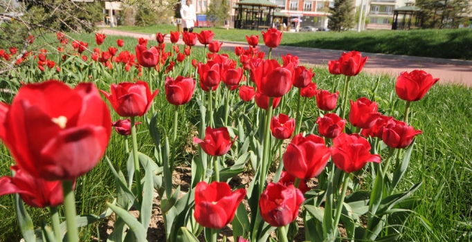 Türkiye'nin çiçekleri dünyaya satılıyor
