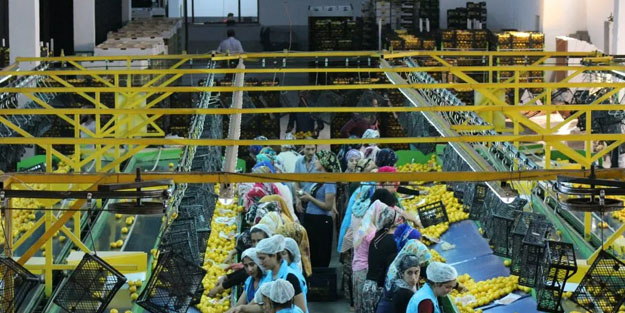 Türkiye'nin ünlü narenciye şirketi iflas etti!