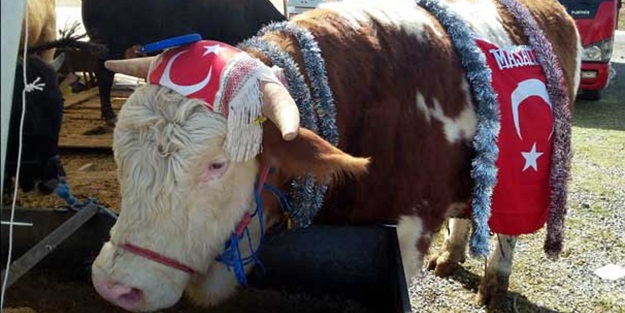 Türkiye'nin en büyük kurbanlık tosunu