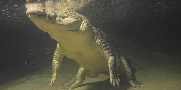 Türkiye’nin en büyük timsahı Üsküdar’da