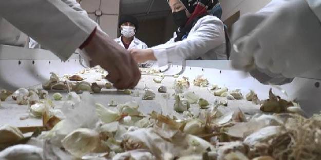 Türkiye’nin en iyi sarımsağı Kapadokya’da susuz yetişiyor