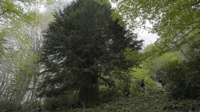 Türkiye'nin en yaşlı ağacı Zonguldak'ta