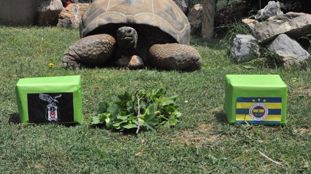 Türkiye’nin en yaşlı kaplumbağasından derbi tahmini