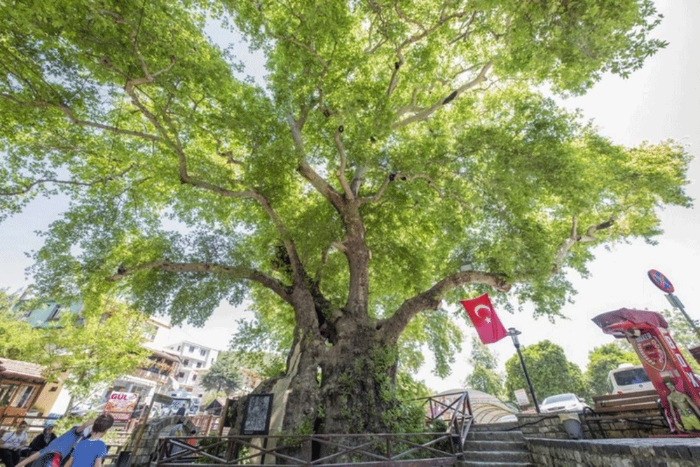 Türkiye'nin en yaşlısı o... Tam 4117 yaşında!