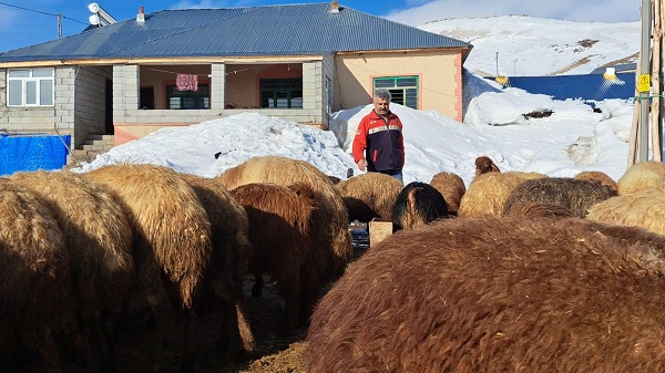 Türkiye'nin en yüksek rakımlı köyünde zorlu mesai