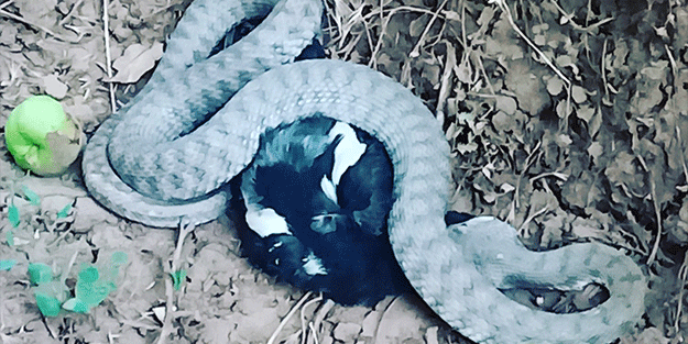 Türkiye'nin en zehirli yılanı yakaladığı kargayı böyle yedi