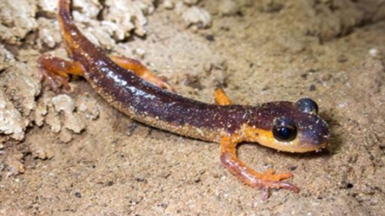 Türkiye’nin gizli dünyası! Yeni türler keşfedildi