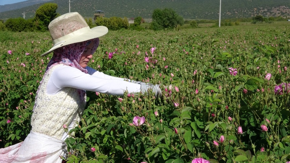 Türkiye’nin gül bahçesinde turizmsiz hasat başladı 