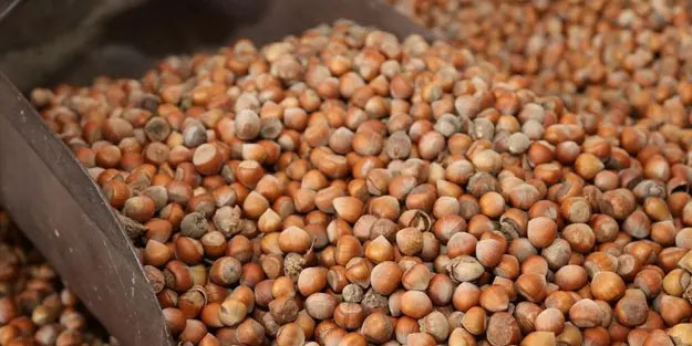 Türkiye'nin hedefi belli oldu: En az 300 bin tonun üzerinde fındık!