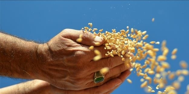 Türkiye'nin hububatta ihracat geliri: Dört ayda milyar dolarlık ihracat rekoru kırıldı