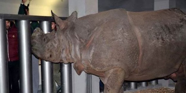 Türkiye'nin ilk gergedanı Darıca'ya getirildi