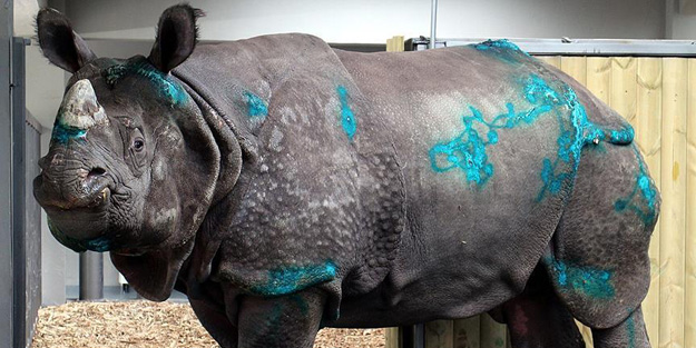 Samir, bakıma alındı!