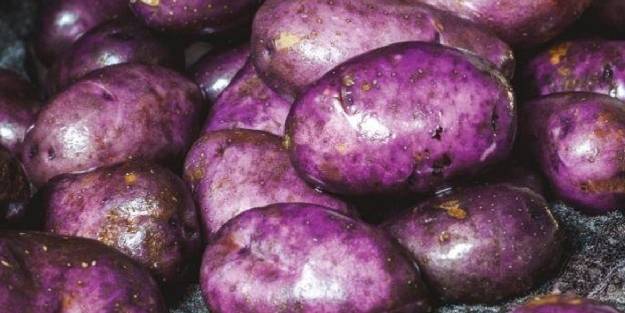 Türkiye’nin ilk yerli mor patatesi