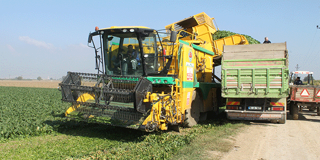 Türkiye’nin ıspanak ihtiyacının 4’te 1’ini bakın hangi şehir karşılıyor