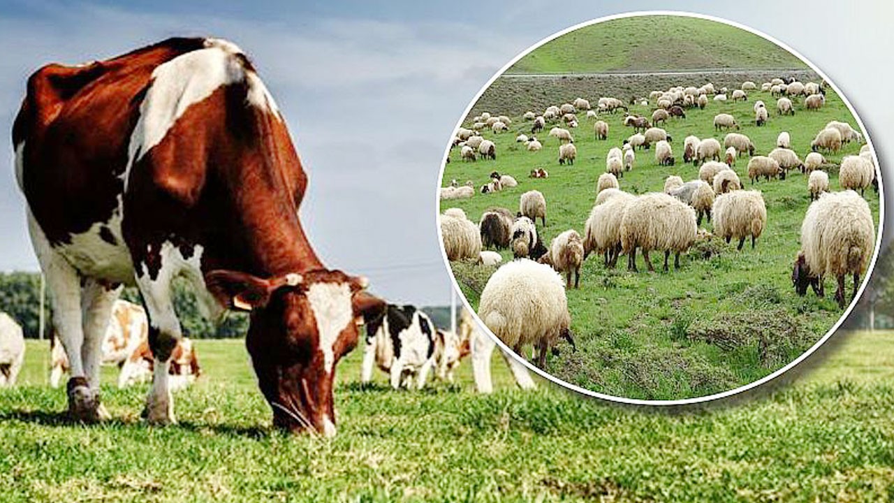Türkiye'nin küçük ve büyükbaş hayvan sayısı ne kadar? TÜİK açıkladı...