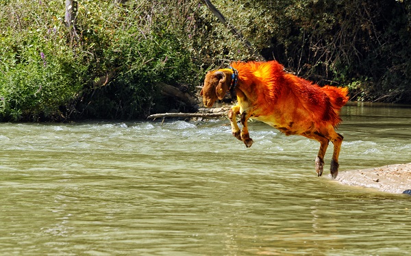 Türkiye'nin meşhur koyunları tüm dünyada konuşuluyor! Bu gelenek UNESCO’nun dergisine taşındı