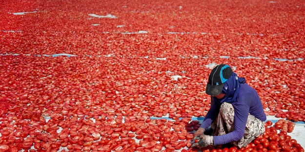 Türkiye'nin o ilinden dünyaca ünlü pizza markaları bu kurutulmuş domatesleri tercih ediyor