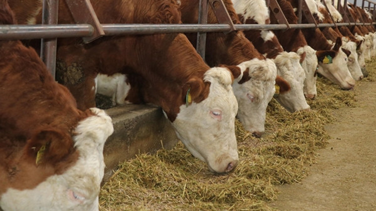 Türkiye'nin o şehrinde şap alarmı!