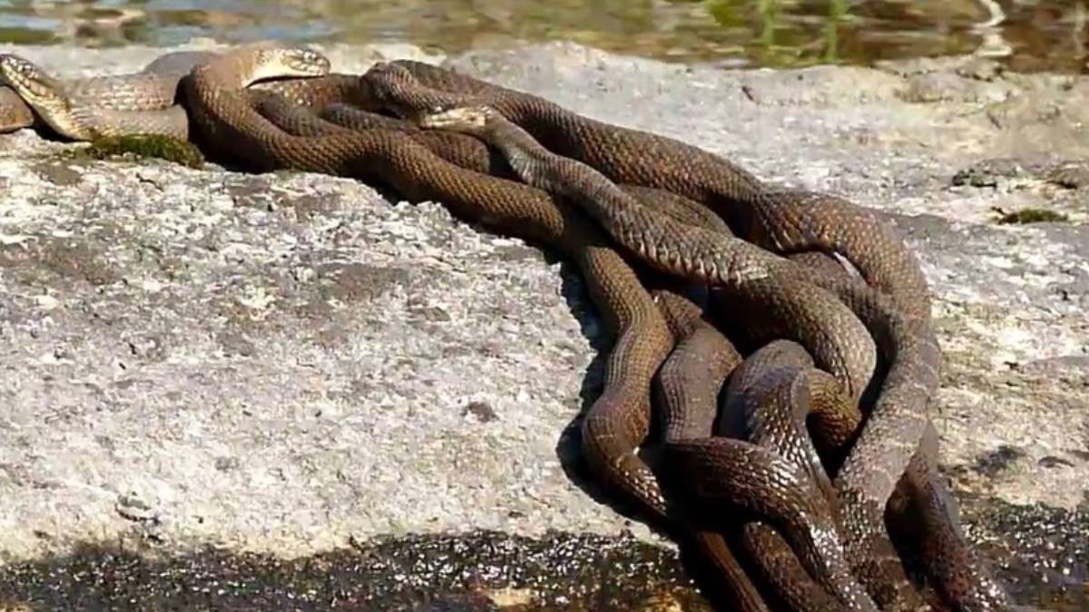 Türkiye’nin o şehrinde, tam iki metre boyundaki dev yılanlar evleri istila etmeye başladı! Ne yapacaklarını şaşırdılar