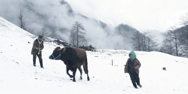 Türkiye'nin Oscar adayı filmi belli oldu